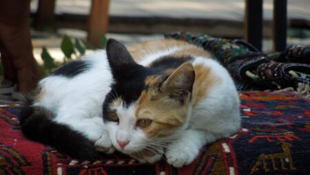 İstanbul Büyükçekmece’de Ortak Eşyaların Bölüşümü İçin Hukuki Destek Veren Avukatlar